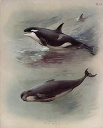 Killer, Pilot Whale